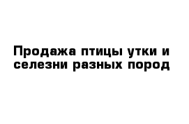 Продажа птицы утки и селезни разных пород